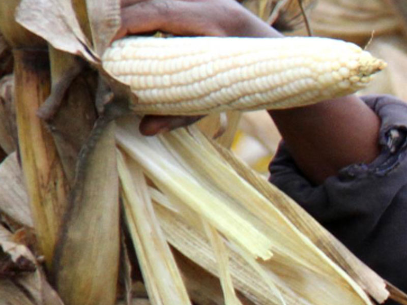 icarls-dry-maize