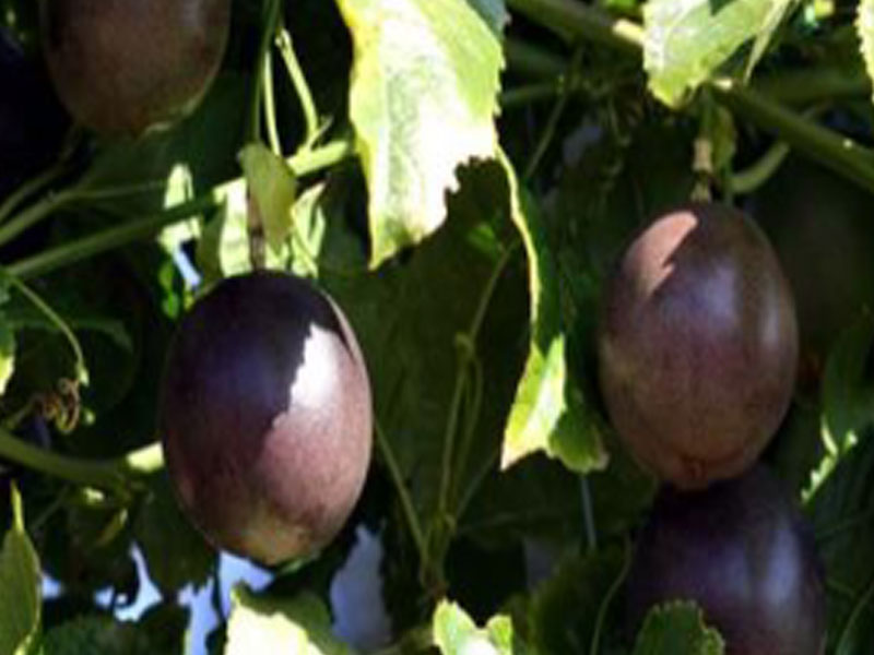 icarls-passion-fruits